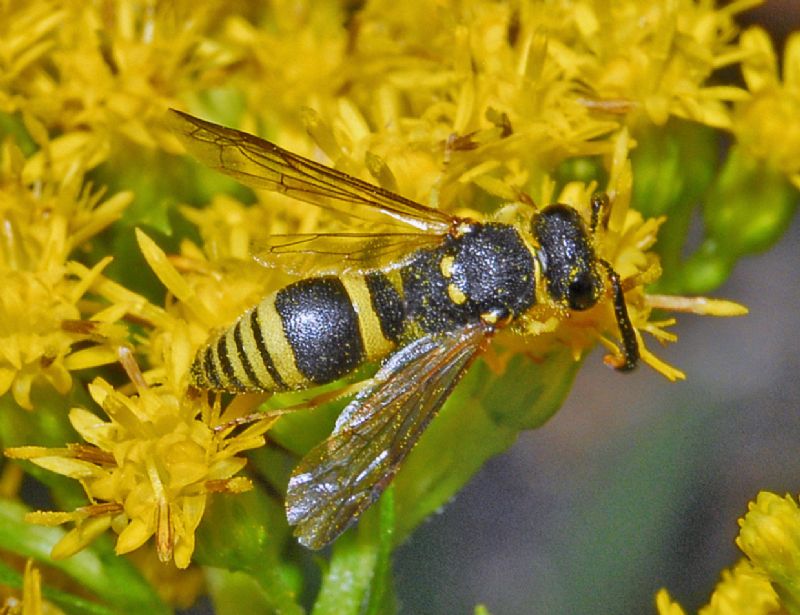 Eumeninae ID